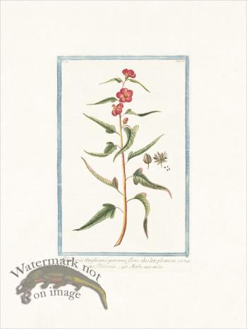 Bonelli 155 Moth mullein